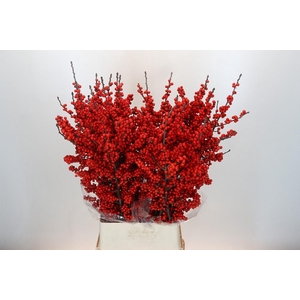 Ilex Verticillata Red XL