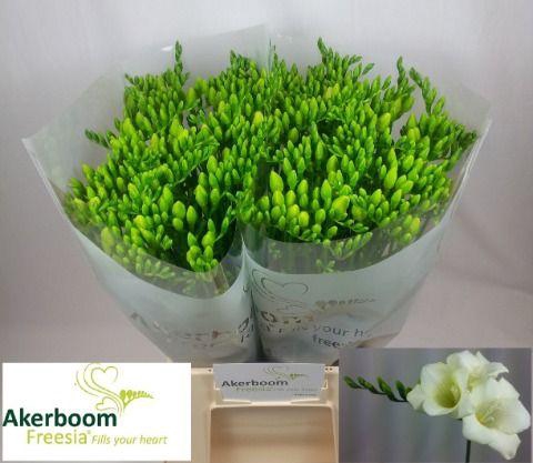 <h4>Freesia Wonderful White</h4>