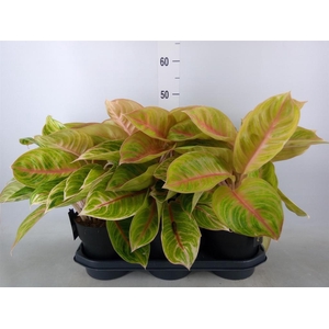 Aglaonema   ...