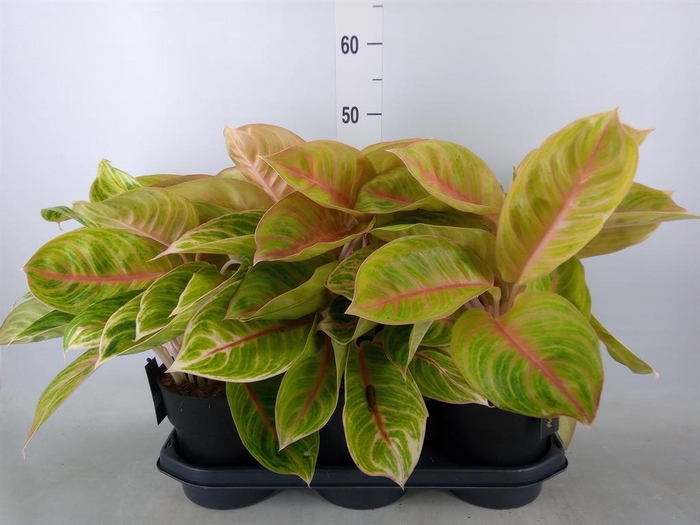 <h4>Aglaonema   ...</h4>