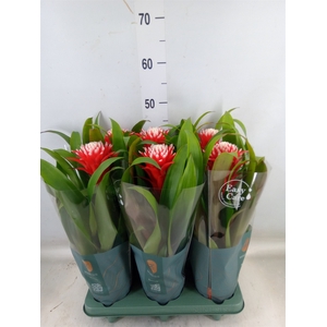 Guzmania  'Hope'