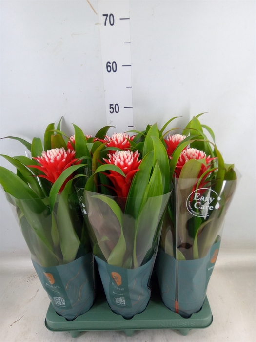 <h4>Guzmania  'Hope'</h4>