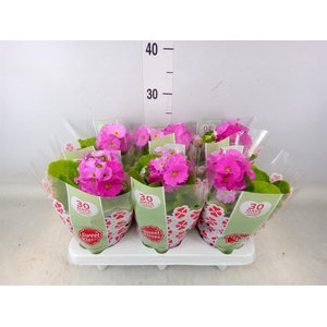 Primula obcon. 'Touch Me Rose'