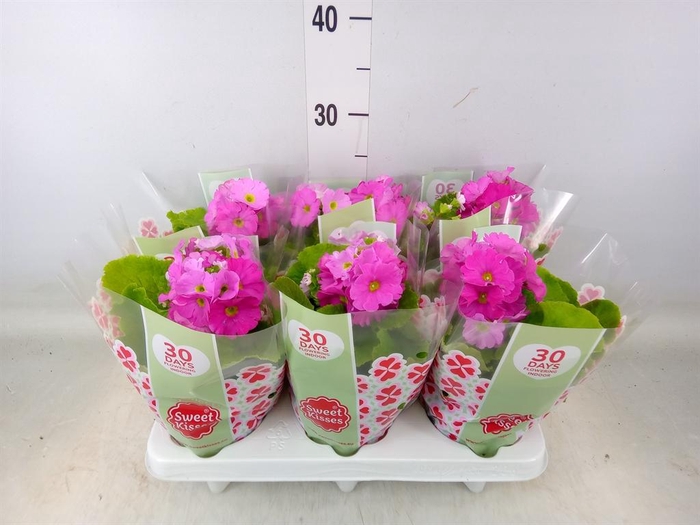 <h4>Primula obcon. 'Touch Me Rose'</h4>
