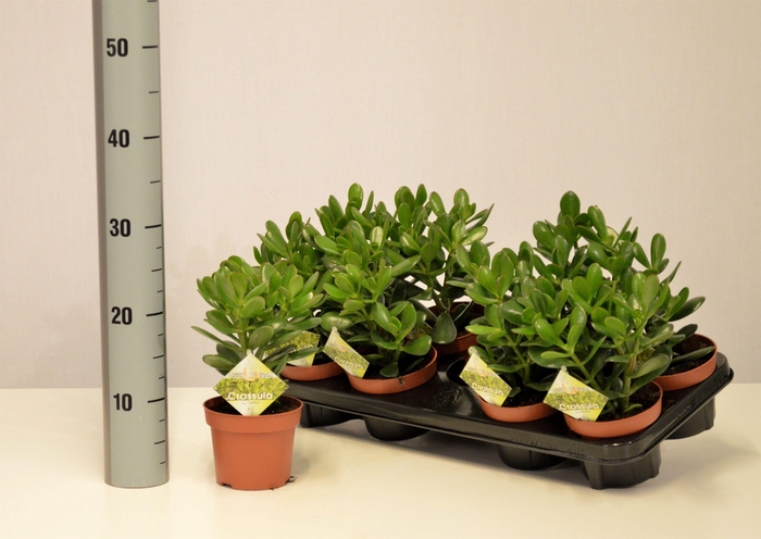 <h4>CRASS OVATA</h4>