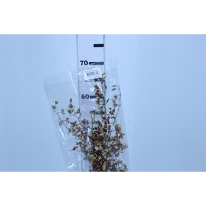 ONCIDIUM SHARRY BABY BUTTERCUP BICOLOR