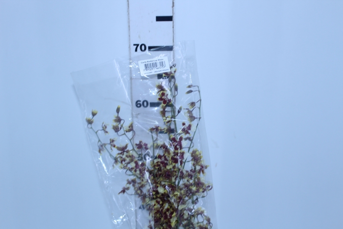 ONCIDIUM SHARRY BABY BUTTERCUP BICOLOR