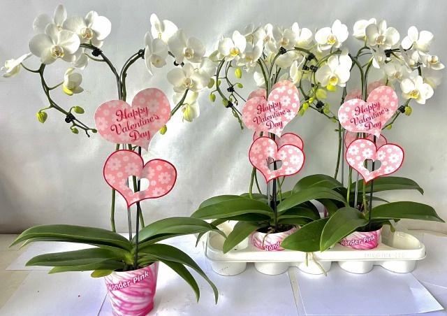 <h4>PHAL OV WIT</h4>