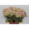 Blushing Bride Ayoba Satin Star