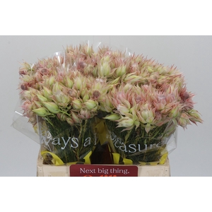 Blushing Bride Ayoba Satin Star