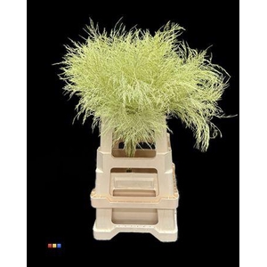 Treefern Creme