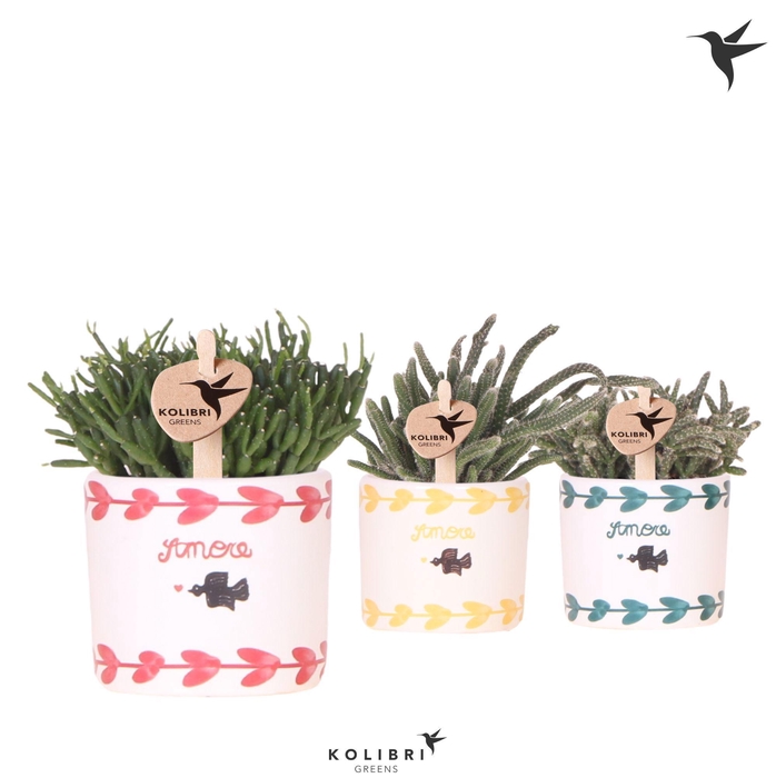 <h4>Kolibri Greens Rhipsalis mix in Amore pot mix</h4>