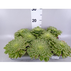 Aeonium tabuliforme