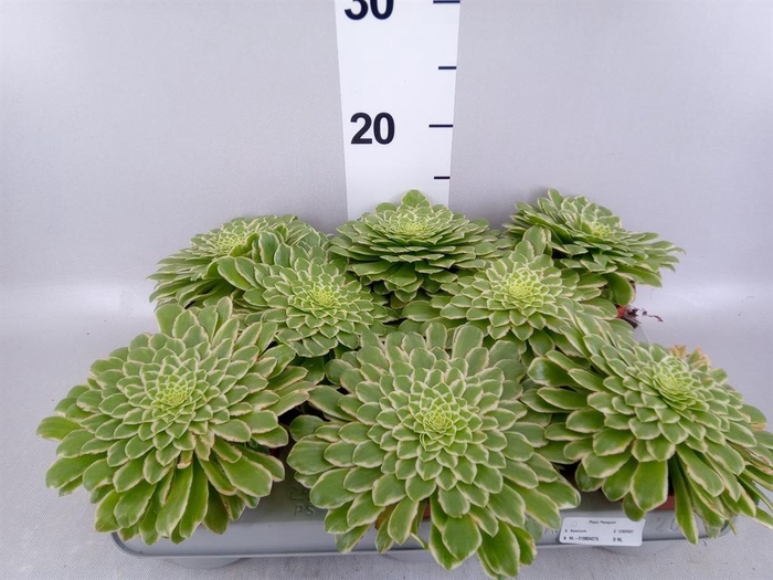<h4>Aeonium tabuliforme</h4>