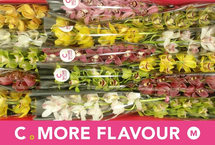 <h4>CYMB MI GEM</h4>