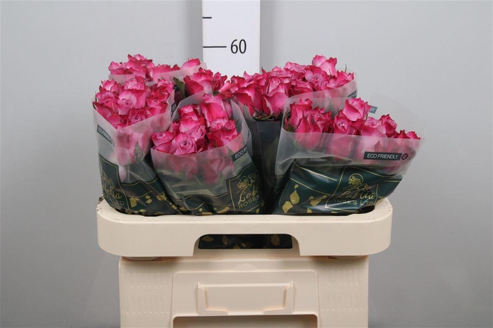 <h4>R Gr Deep Purple</h4>