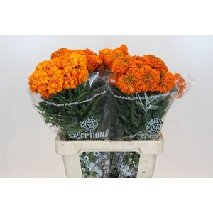 Tagetes Marigold Promise Orange