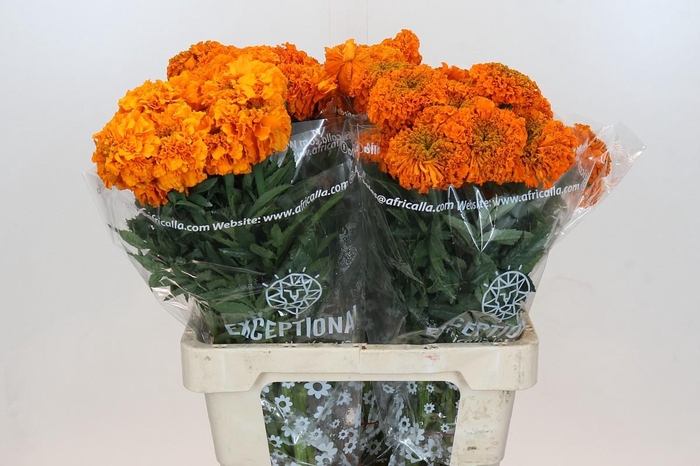 Tagetes Marigold Promise Orange
