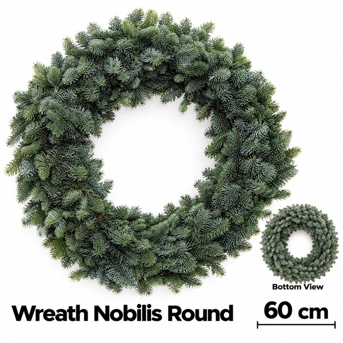 <h4>ABIES NOBILIS BLAUW</h4>