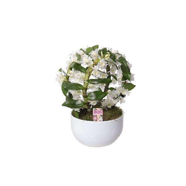 <h4>Dendrobium nobile Star Class White</h4>
