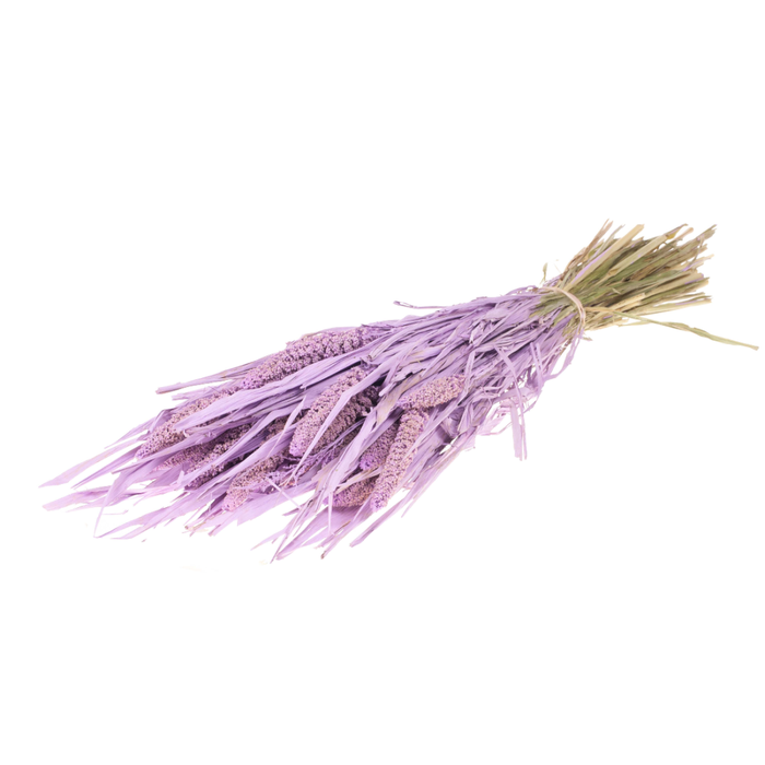 <h4>Setarea Italica Lilac Misty</h4>