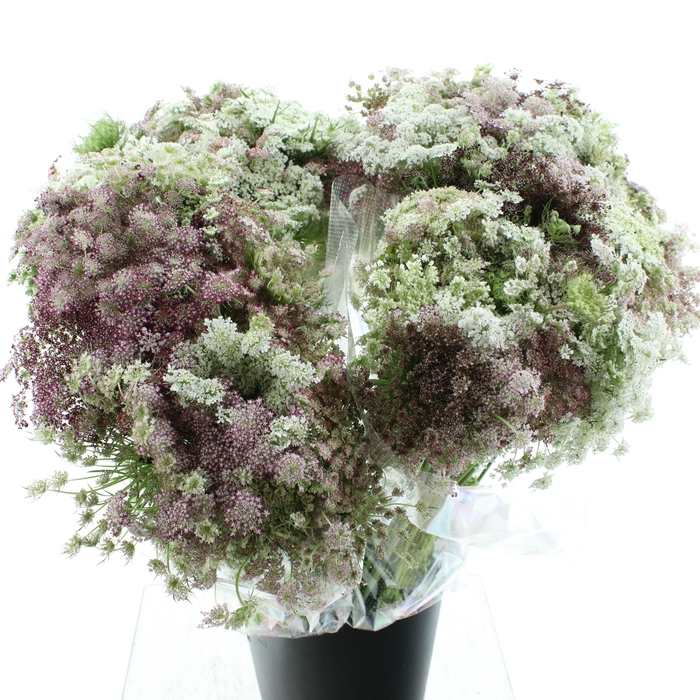 <h4>DAUCUS CAROTA DARA</h4>