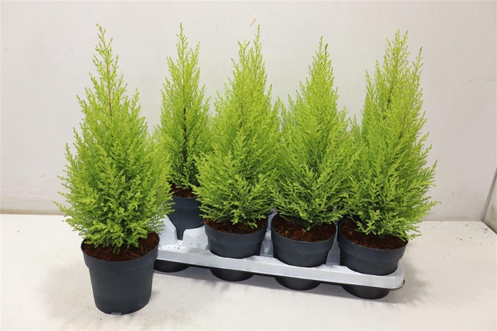 <h4>Cupr Ma Goldc Wilma</h4>