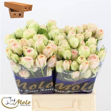 <h4>R Tr Rlm Ing Kristi</h4>