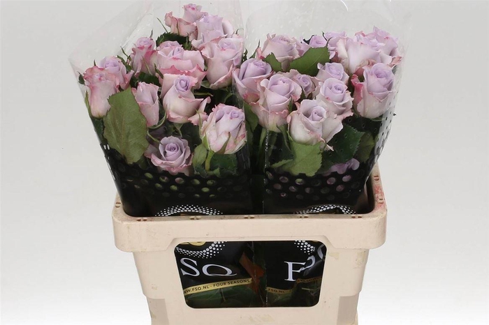 <h4>R Eq Ocean Song</h4>