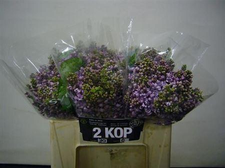 <h4>Syr V Dark Koster</h4>