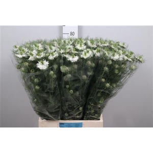 Nige D Mystery White