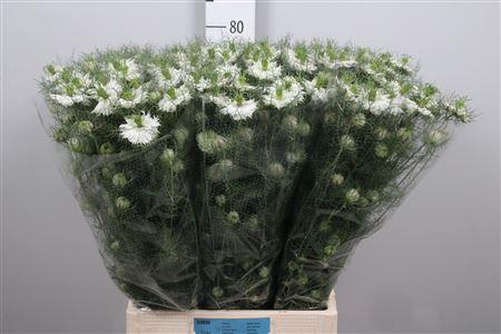 <h4>Nige D Mystery White</h4>
