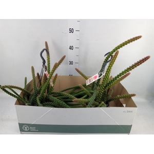 Cactus   ...hangingplants