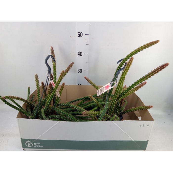 <h4>Cactus   ...hangingplants</h4>