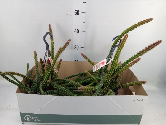 <h4>Cactus   ...hangingplants</h4>