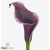 Calla Crystal Blush