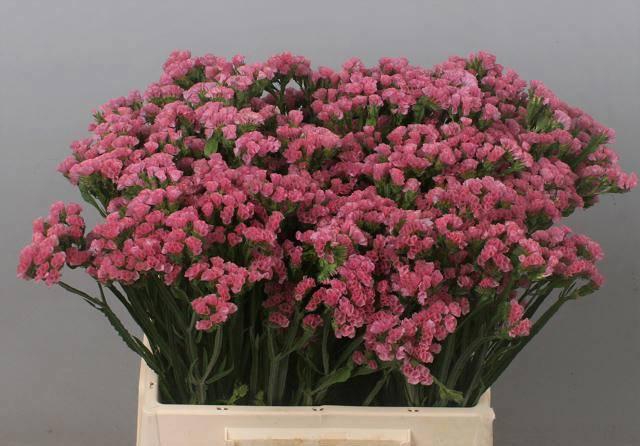 <h4>LIM S AMAZON BIRDS</h4>