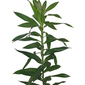 DRACENA PLEOMELE 060 CM VERDE