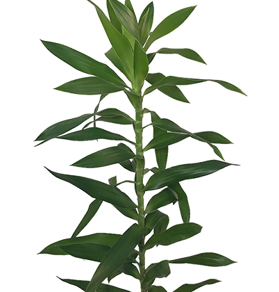 <h4>DRACENA PLEOMELE 060 CM VERDE</h4>