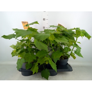 Sparrmannia africana