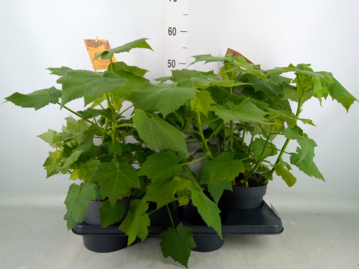 <h4>Sparrmannia africana</h4>