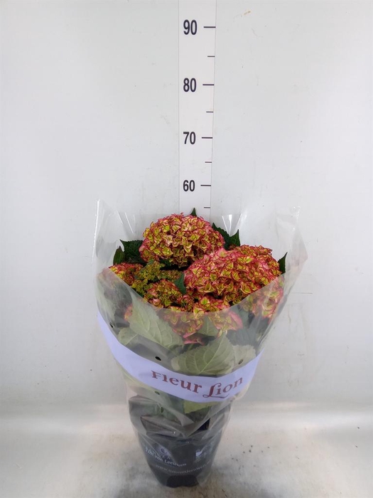 <h4>Hydrangea mac. 'Hi Moon'</h4>