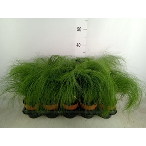 Stipa tenuifolia