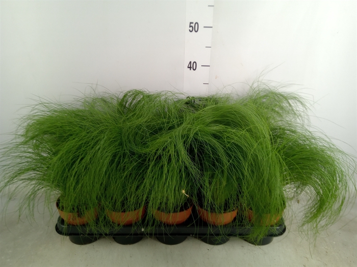 <h4>Stipa tenuifolia</h4>