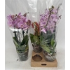 Phal Gem