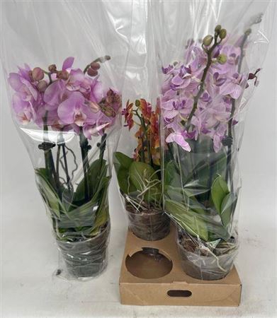 Phal Gem