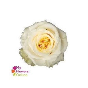 R Gr White Shimmer 50cm EC