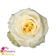 <h4>R Gr White Shimmer 50cm EC</h4>