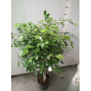 Ficus benja. 'Exotica'