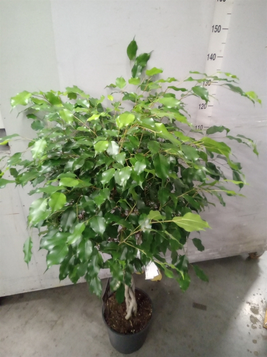 <h4>Ficus benja. 'Exotica'</h4>